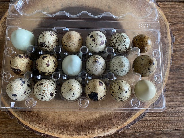 Oeufs de caille congelés