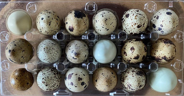 Oeufs de caille congelés