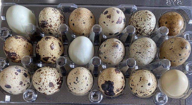 Oeufs de caille congelés