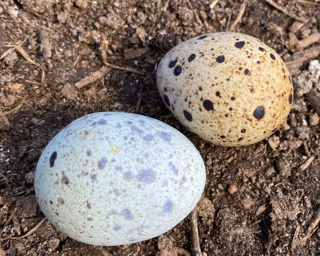 Oeufs de caille congelés