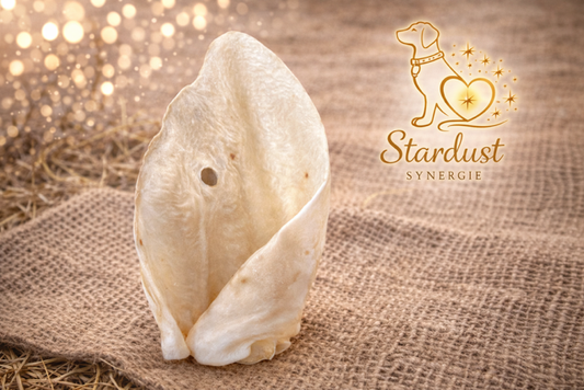 Oreille de vache ''Jumbo''